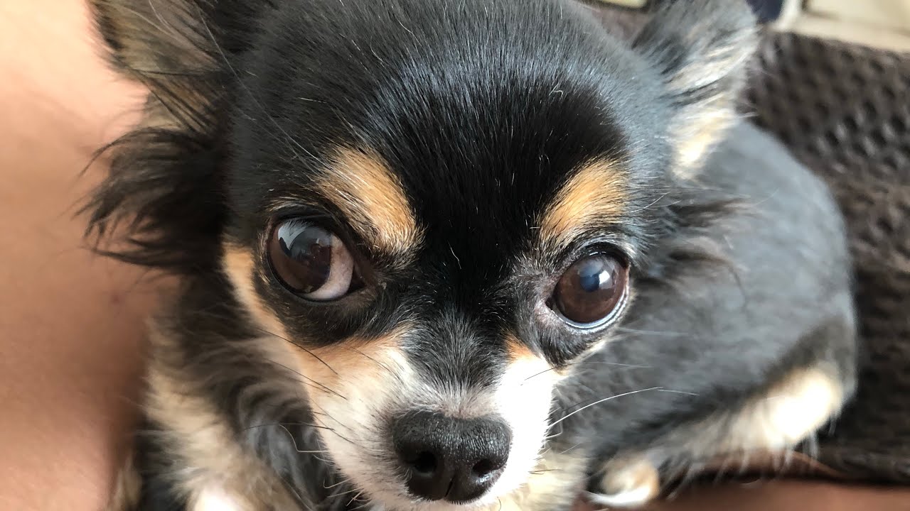 【犬 ペット】チワワの超美人な顔立ちの秘訣 - YouTube