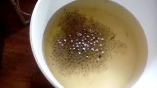 My frog spawn first day in my home