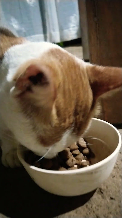 Why your so cute #pets #cat #catvideos #catlovers