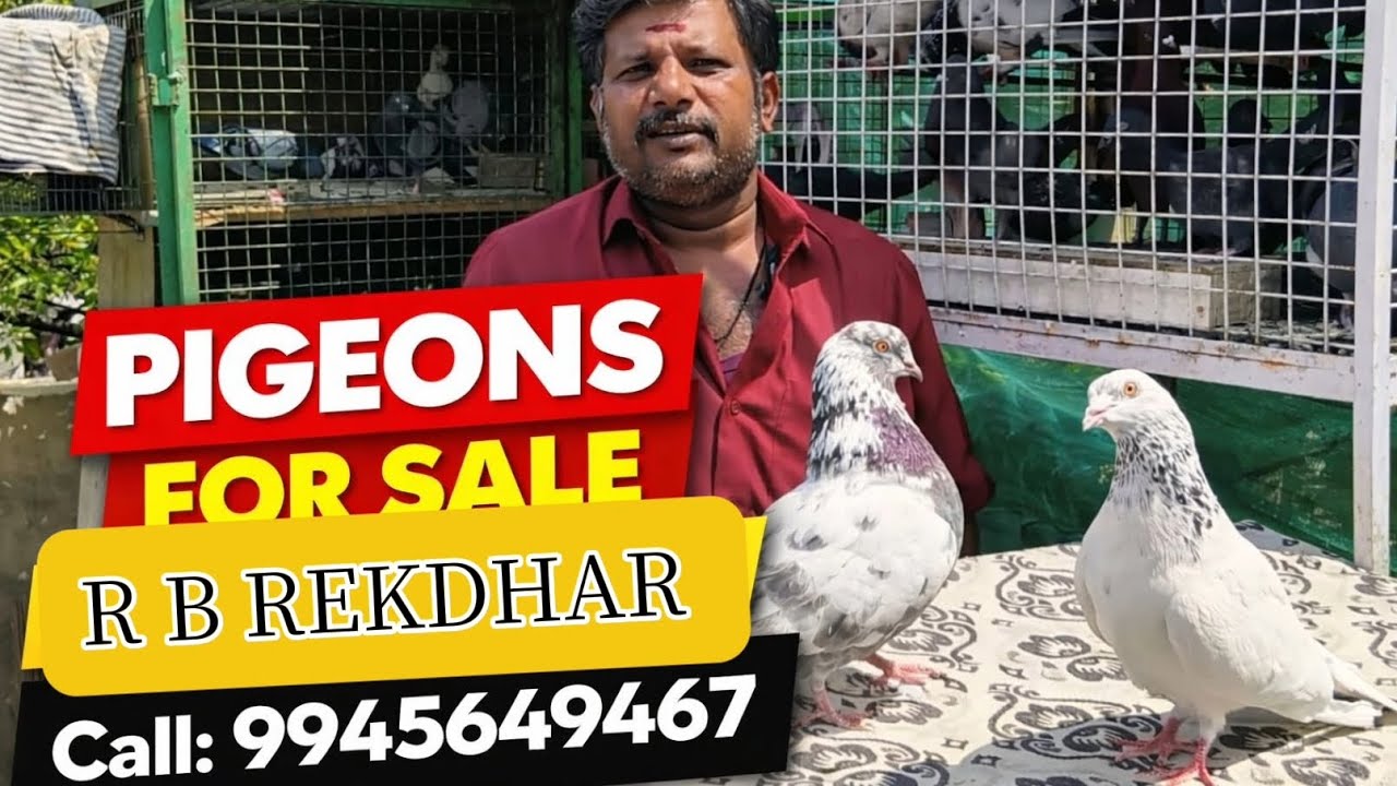 R B REKDHAR PIGEONS SALES RT NAGAR SALE VIDEO 
