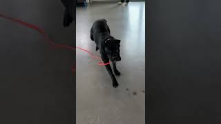 Charged By A Cane Corso