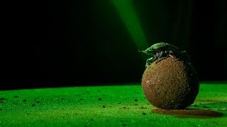 Dung beetles get wind