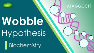 Wobble Hypothesis  | Anti-Codon | BIOCHEM| Part-4 | Protein synthesis |