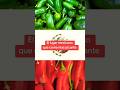 🔥🇲🇽EL LUGAR DE MÉXICO QUE MÁS PICANTE COME… 🌶️🥵#México #Picante #OrgulloMexicano #CulturaMexicana