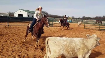 SPF Little Bar Bob & Hottish Hattie - Ranch Sorting