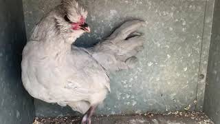 Lavender Araucana - rare breed chickens Uk - blue egg layers