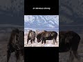 Emotional moose #familyfriendly #wildlife #nature #emotional