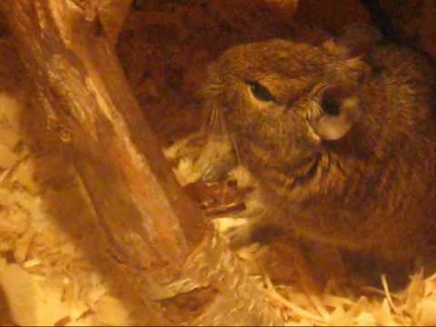 Degus like to chew...a lot !