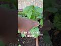 I pulled THIS out of my garden 😳 (25 Days Later)