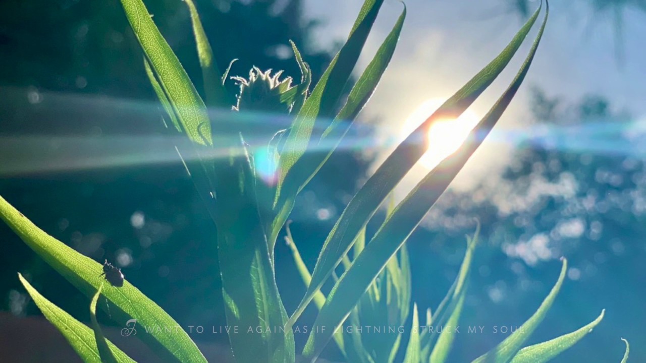 Live Again by Erica Lane - OFFICIAL LYRIC MUSIC VIDEO