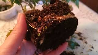 видео: Даваллия хумата. Детка выращенная из корешка.Пересадка🌱 картинка: Даваллия хумата. Детка выращенная из корешка.Пересадка🌱