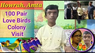 100 Pairs Love Birds Breeding Progress in Winter / Love Birds Price...