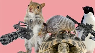 KILLA KOALA
