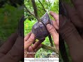 Taking Cuttings for Fruit Tree Rootstock – Traditional Propagation Method 🍎✂️