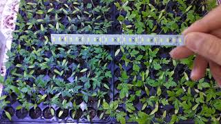 Extra Led Işık Verilen Domates Fidelerin Gelişimi