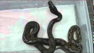 Sunfire 100% Het. Ghost Wealth