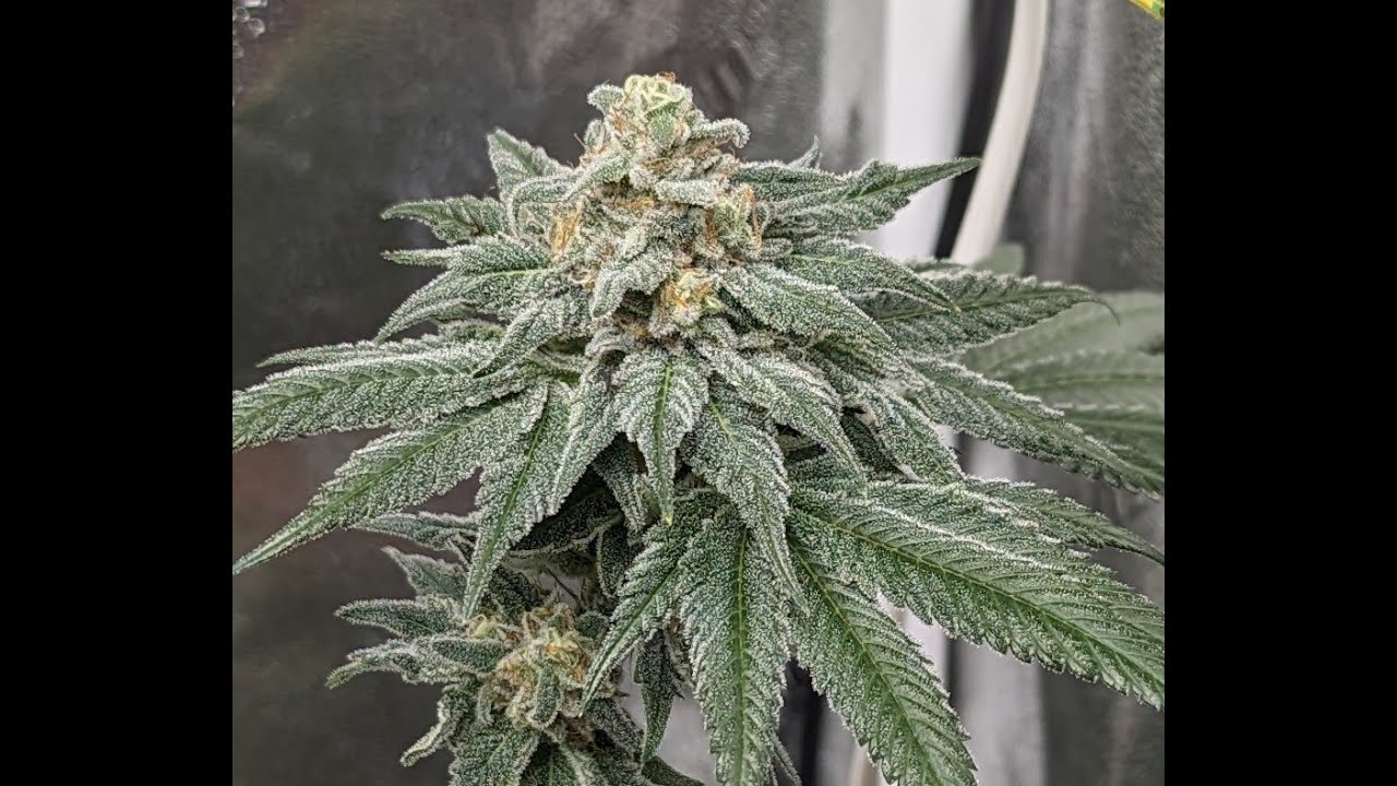 Devil's Pie From Raw Genetics, Marshydro FC-E3000 The Best Budget Light for 3'x3'