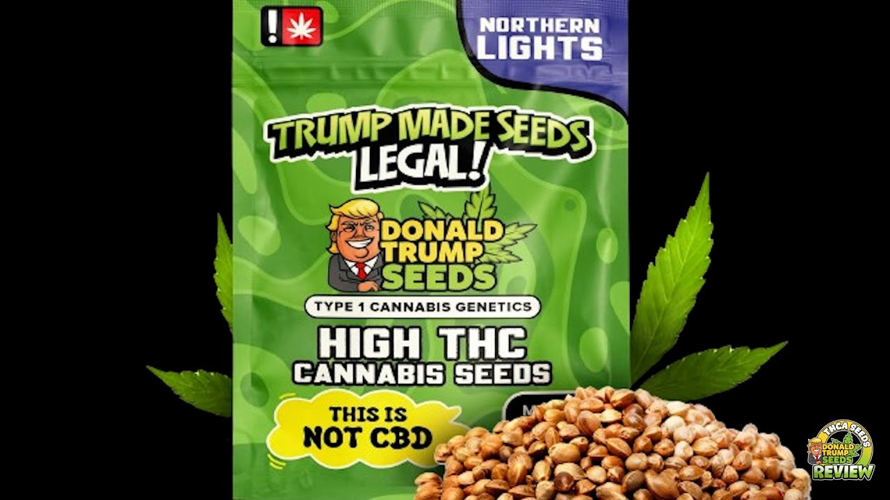 Donald Trump Seeds Review - Northern Lights 