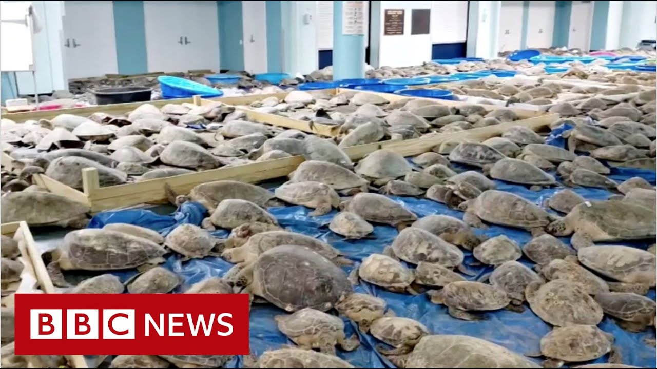 Thousands of cold-stunned turtles rescued from Texas weather – BBC News