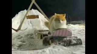котик на сноуборде