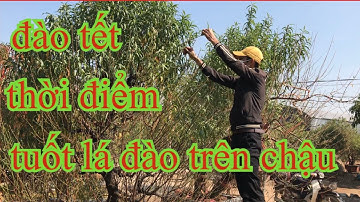 chia sẻ cách tuốt lá đào trên chậu, tuốt lá đào thời điểm nào thì ra hoa đúng dịp tết
