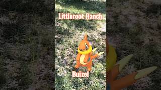 Littleroot Ranch: Buizel