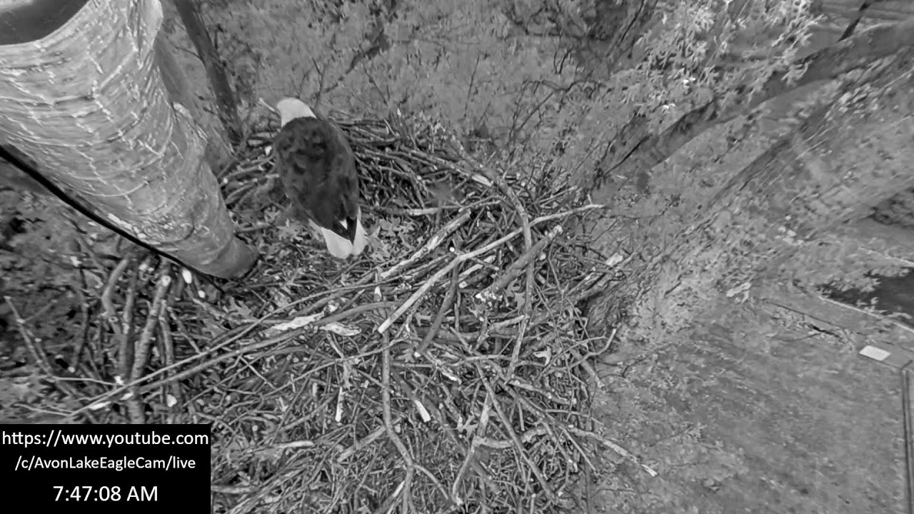 Avon Lake Eagle Cam 3 YouTube