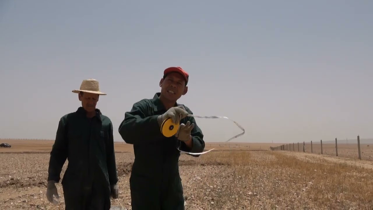 عملية تسطير أشجار الزيتون بتقنيات صحيحة و أهم الإرشدات من منطقة بنجرير رحامنة