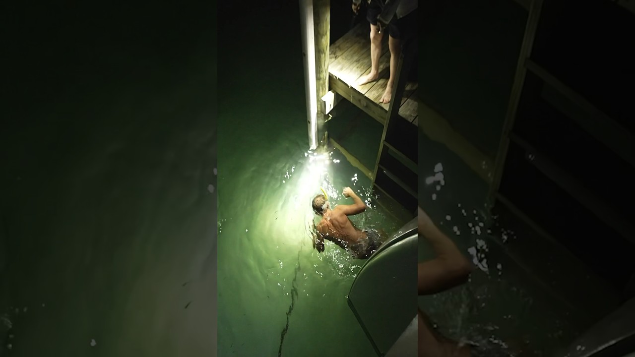 Attracting sharks in the water at 3am #fail #sharks #sailing