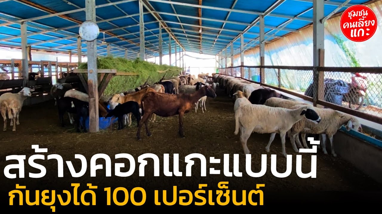 สร้างคอกแกะแบบนี้ | กันยุงได้ 100 เปอร์เซ็นต์ @ชุมชนคนเลี้ยงแกะ