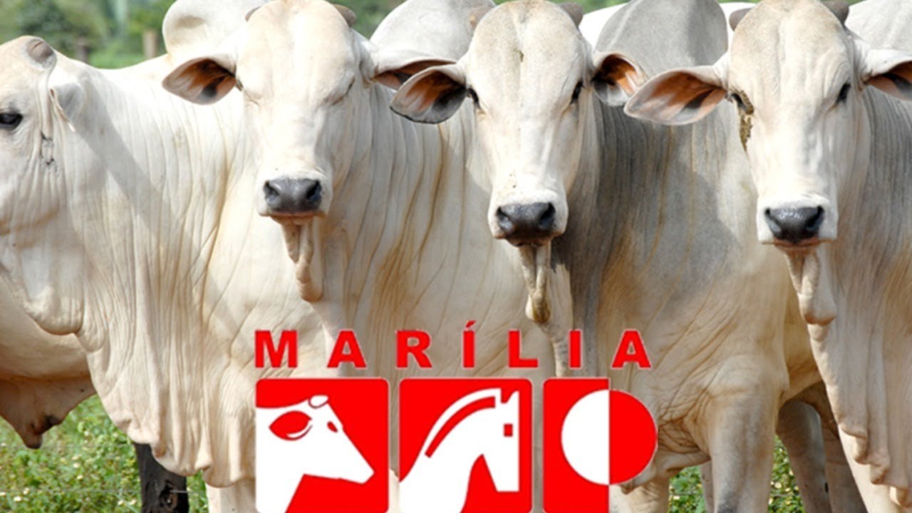 Leilão Ao Vivo - Marília Programa Leilões - 04/03/2026