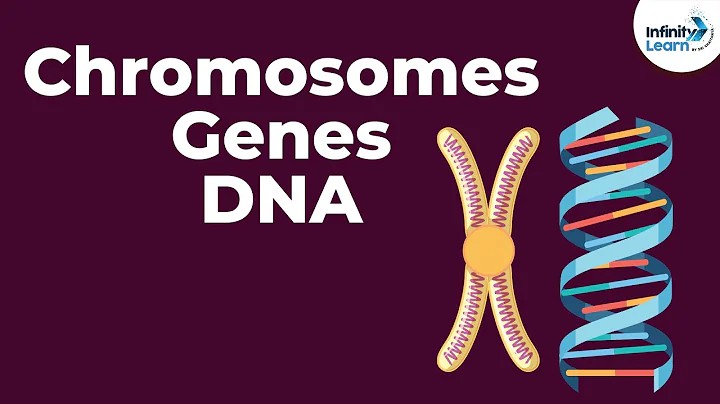 Genetics Basics | Chromosomes, Genes, DNA and Traits | Infinity Learn - DayDayNews