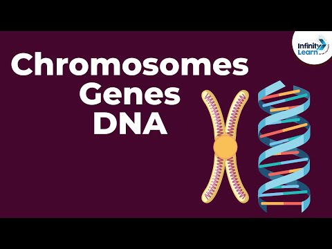 تصویری: چه چیزی کروموزوم ها و DNA را ذخیره می کند؟
