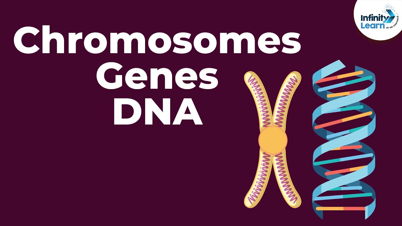 Do Different Chromosomes Have Different Dna Strands?