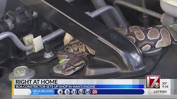 VIDEO: Man shocked to find huge snake in SUV