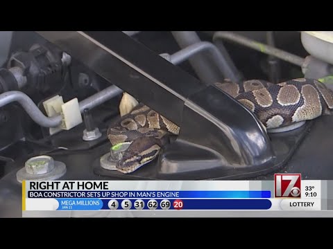 VIDEO: Man shocked to find huge snake in SUV's engine area