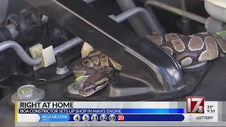 Celebrity VIDEO: Man shocked to find huge snake in SUV's engine area Wealth