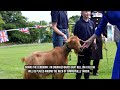 Rare Golden Guernsey Goat Breed Gets Royal Approval