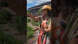 JUNE GARDEN TOUR: Herbs, Veg, Pollinator, and Cottage Gardens #garden
The garden was low to the ground when we saw it in spring, but with all the rain and sun weve been having here—its since exploded into a menagerie of texture and color. Well do a long tour through multiple gardens on the land, including the shade garden, the pollinator garden, the shrubbery, the gazebo vegetable and fruit garden, the four season garden, the memorial garden, the orchard, the meadow, the Meadow House cottage gardens, and even where weve landed with the chicken coop. JUNE GARDEN TOUR: Herbs, Veg, Pollinator, and Cottage Gardens #garden