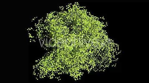 Tree v. 01 Top View Pack | Motion Graphics - Envato elements