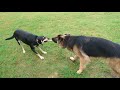 Tug of war - German Shepherd VS Australian Kelpie の動画、YouTube動画。