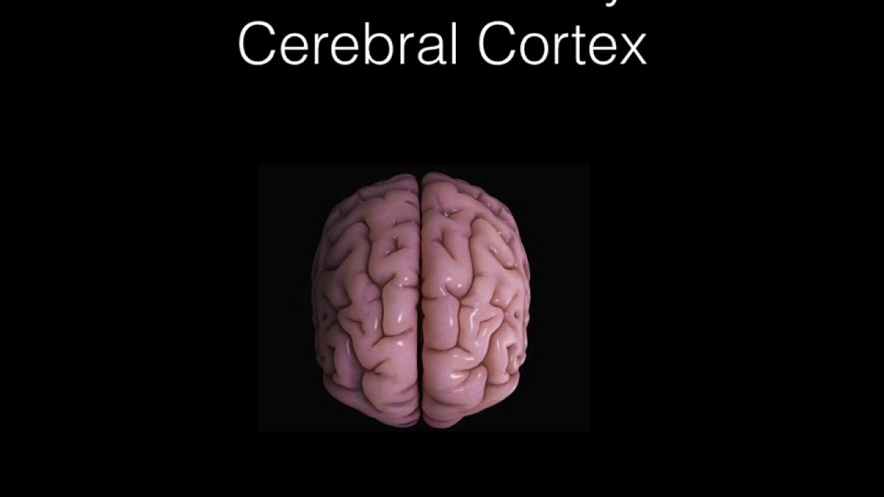 Clinical Neuroscience for Psychiatrists Lecture I: History, Neuroanatomy, Action Potential,Chemistry