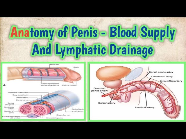 How To Get Blood To Penis