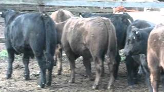 A J Marshall - 48 Eu Angus Mgrey Weaner Steers