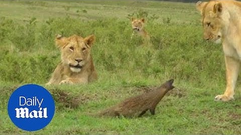 Mighty mongoose takes on four lions and wins (related) - Daily Mail
