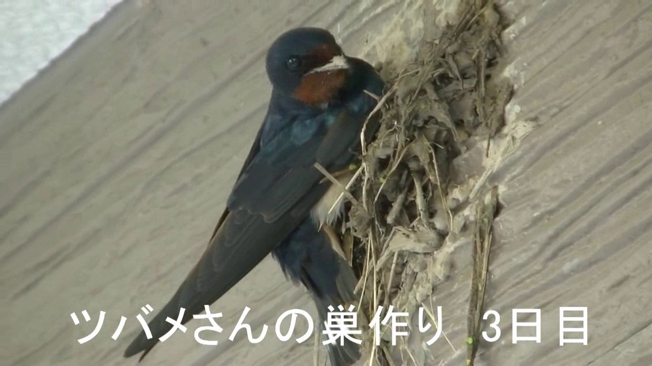 巣作り3日目 ツバメの巣は なぜしっかりと壁にくっついているのか Happy Swallow S Blog