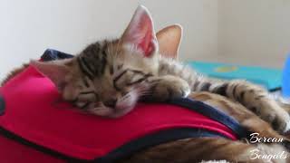 Bengal Aunt Loves Her Nieces & Nephew Kittens by Bonnie & Isla Bengal Twins 72 views 10 months ago 1 minute, 20 seconds