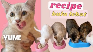 NAK KUCING GEMUK BULU LEBAT? WATCH THIS!!