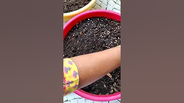 Palak plant | palak seeds | How to grow spinach at home | #shorts #youtubeshorts