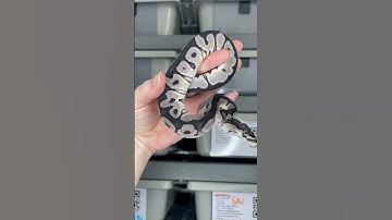VPI Axanthic Clown #ballpythonbreeder #ballpython #ballpythonmorph #axanthic #snake #clownballpython